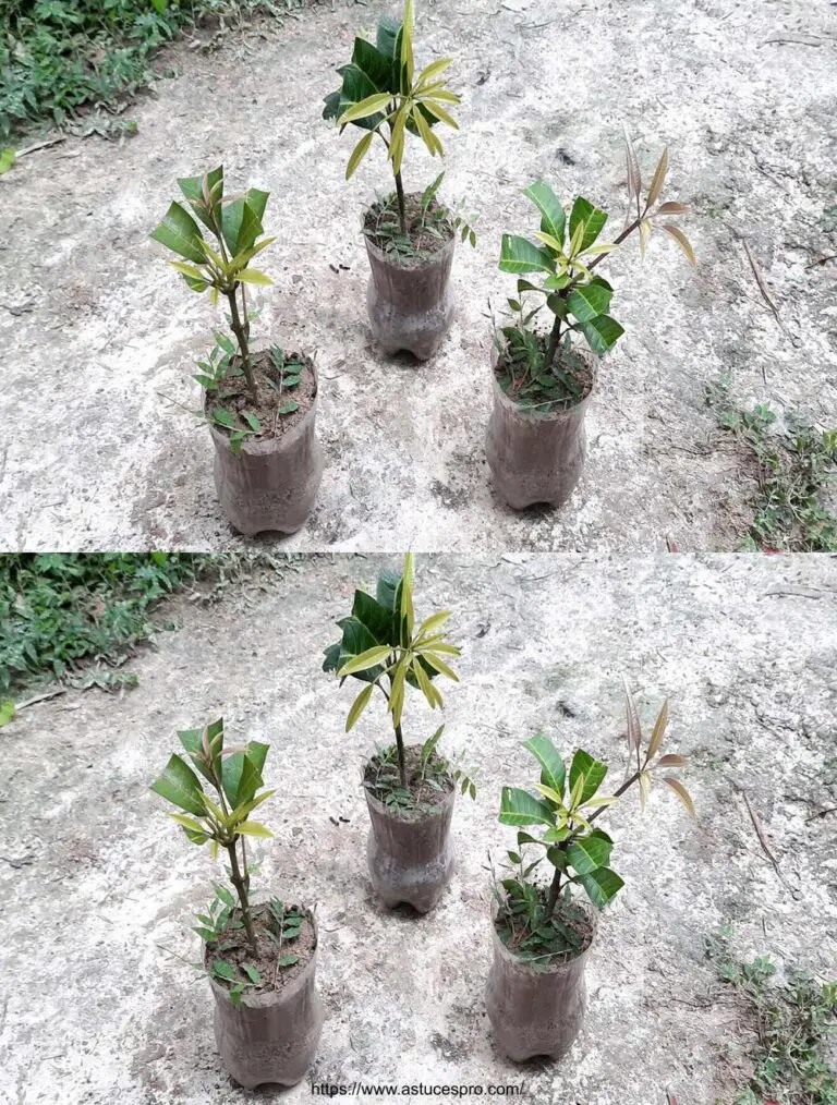 Cómo propagar un árbol de mango de cortes