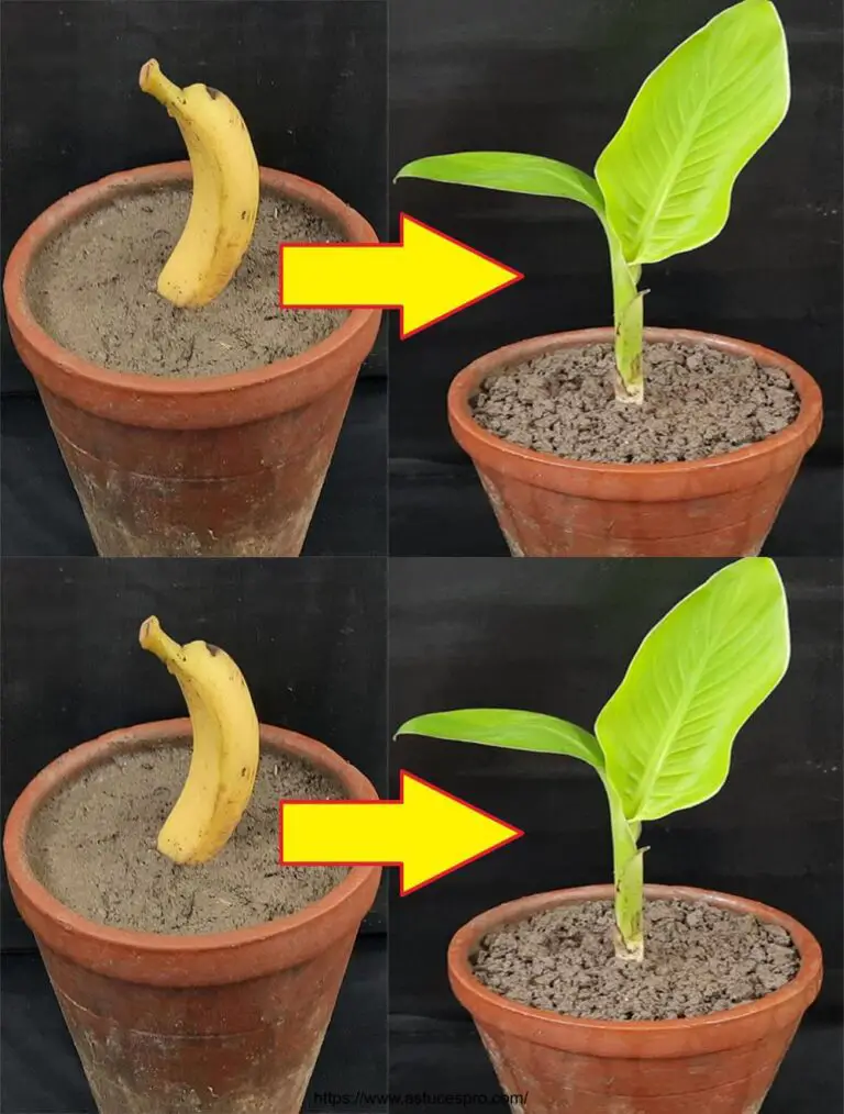 Cómo Propagar los plátanos rápidamente de Bouture / Cómo crecer una planta de plátano de la planta de plátano