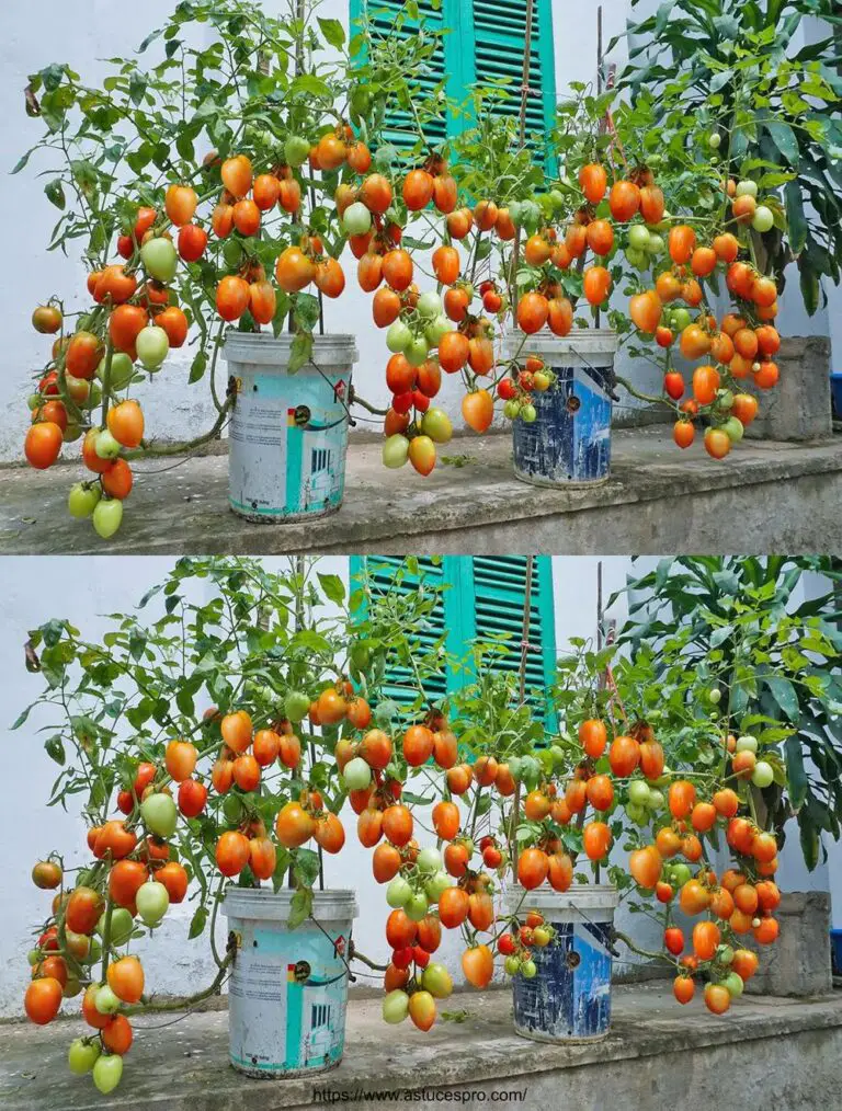 Método innovador de cultivo de tomates en macetas de plástico, cosecha muchos tomates jugosos gracias a los plátanos!