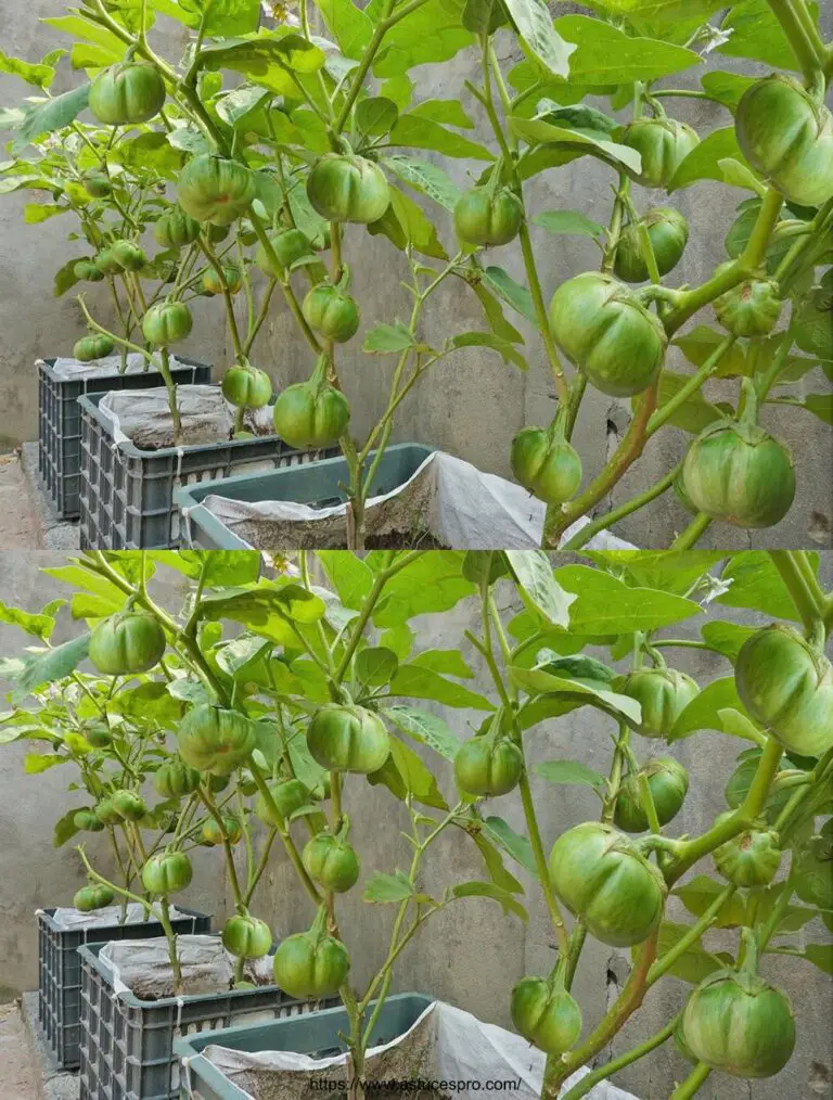 Cultivar berenjenas orgánicas en su terraza con canastas de reciclaje usadas Sin necesidad de jardín, cultivar berenjenas orgánicas.