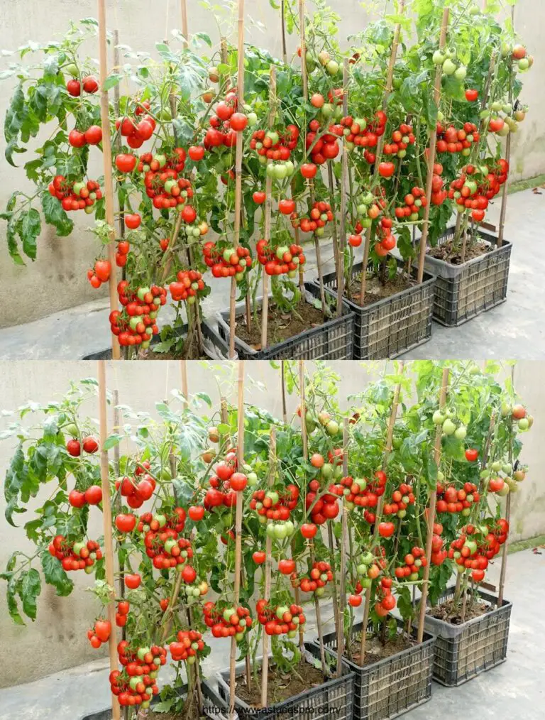 La forma más fácil y exitosa de cultivar tomates en casa, ideal para principiantes