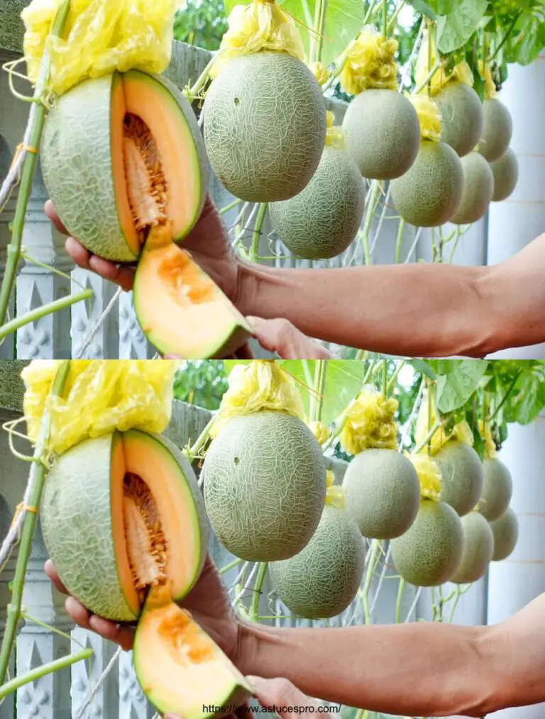 Crecimiento de melones especiales, super deliciosos melones en el balcón: lo inesperado ha llegado