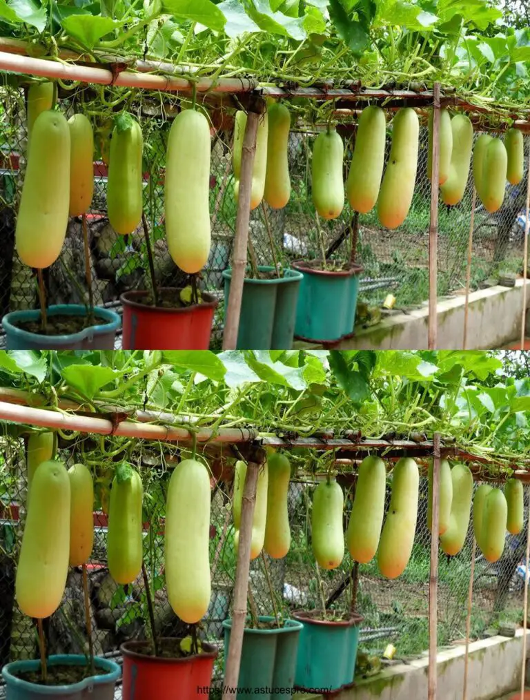 Crece en casa sin jardín, tan fácil y tan abundante en fruta!