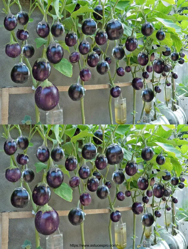 El método mágico para cultivar berenjenas sin riego por un mes, con una cosecha abundante!