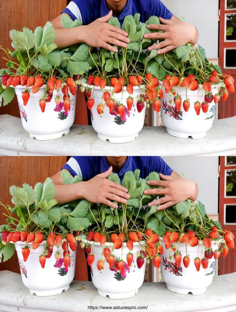 Cultivo de fresa de semillas: Consejos para fresas abundantes en el balcón