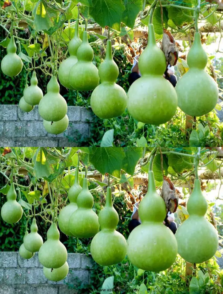 Cultura de calabaza casera: ¡una abundancia de fruta en bolsas!