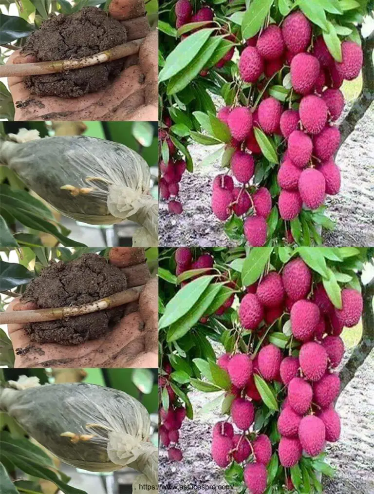 Cómo cortar un litchi – La manera simple de crecer un lichi en casa