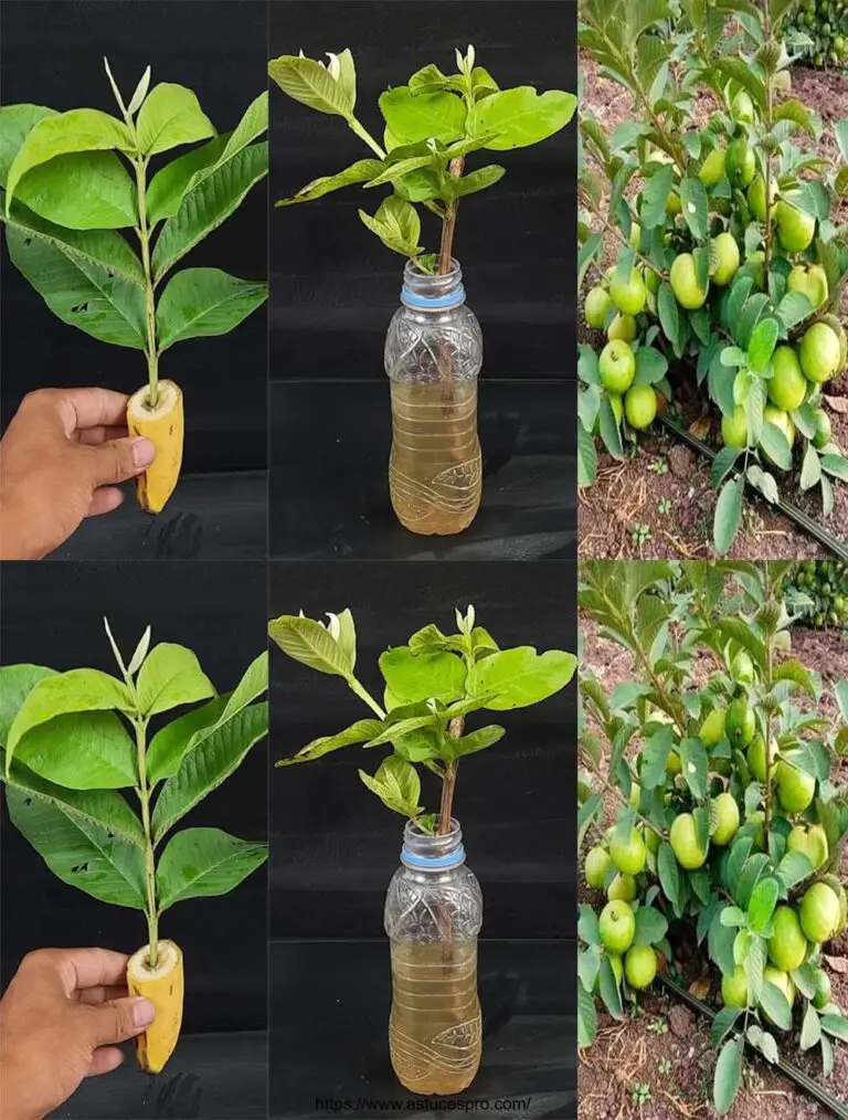 Cómo Propam un árbol en Goyave de Boutures in Water (Con actualizaciones)