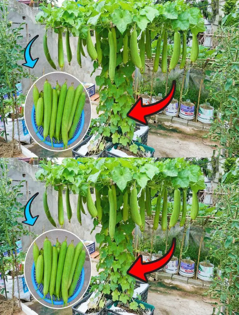 Unique Vegetable Aventura: Cultivar una Esponja de Luffa y Aloe Vera en Usted, Ideal para principiantes y llenos de frutas!