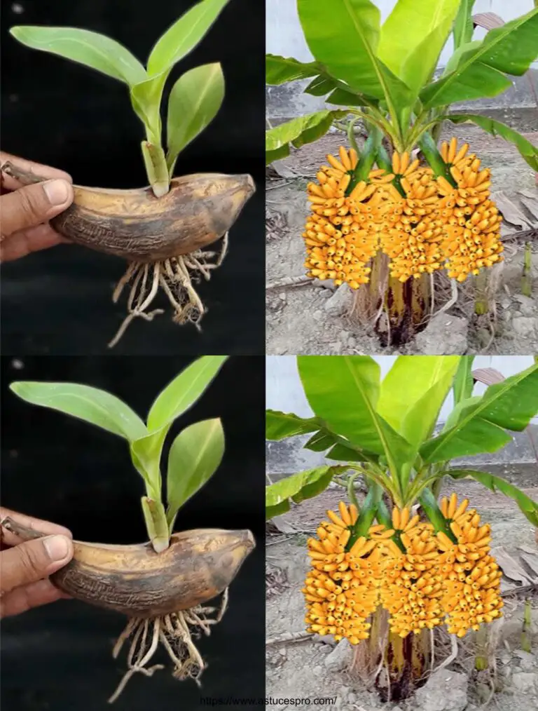 Destrezas locas: cultivar un árbol de banana de una fruta de plátano