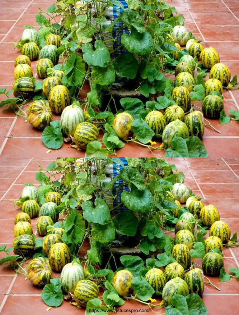 Aquí hay una versión pegadiza en francés: Cosecha sin jardín: un método fácil y productivo para la máxima fruta!