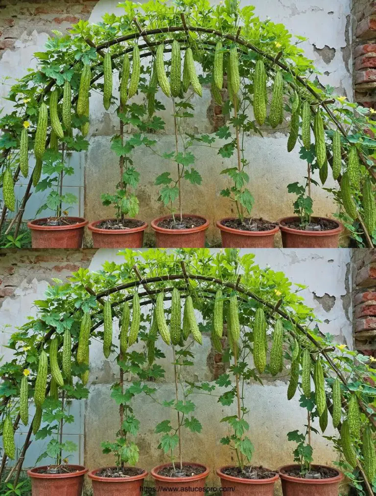 Convierta sus residuos de cocina en una cultura de melón amarga en casa: lo que recogí me sorprendió!