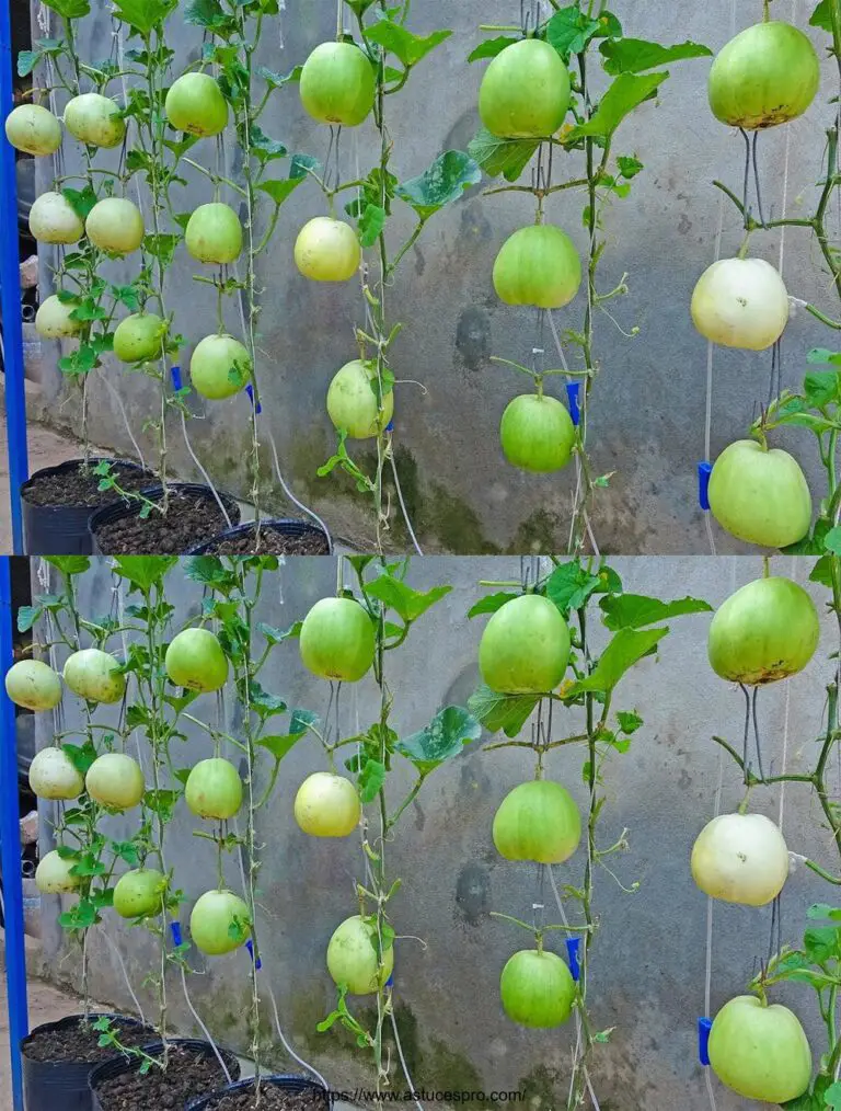 Cómo cultivar melones colgando en casa para principiantes, super dulce y afrutado