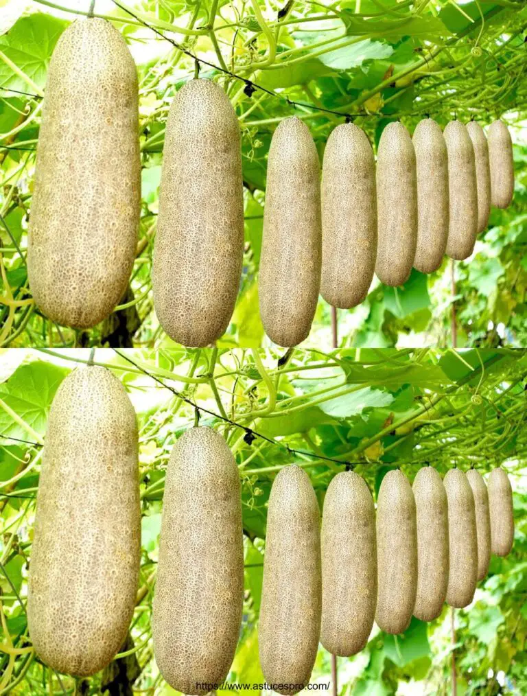 No hay necesidad de un jardín, cultivar pepinos rey en casa da una abundancia de fruta y un alto rendimiento.