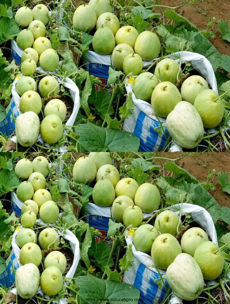 Creciendo melones en casa usando bolsas: fácil y productivo!