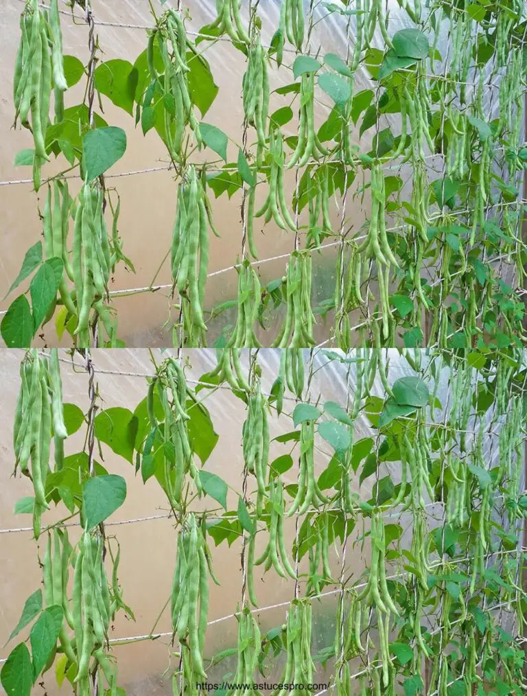 Cultivar deliciosos granos de alto rendimiento verde en su terraza!