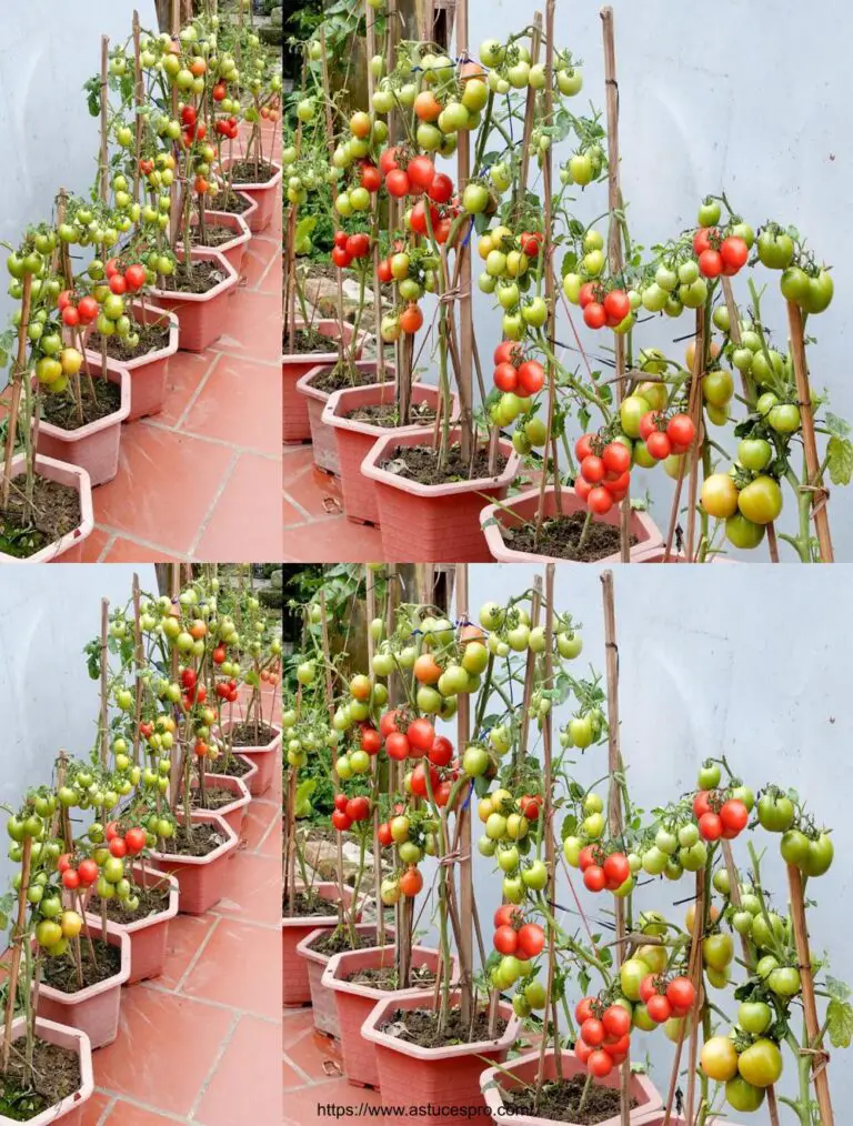 Crecer tomates fuera de temporada en casa: abundante y fácil de cosechar!