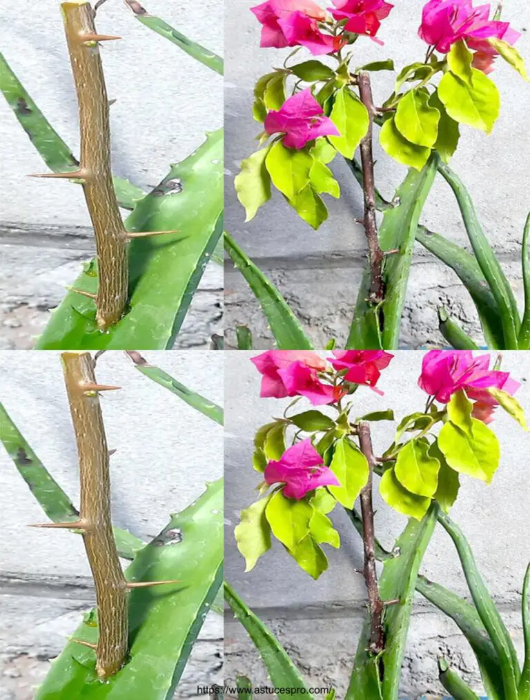 Crece un corte Bougainvillier en una planta de Aloe vera