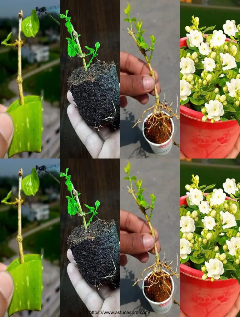 Secretos dorados para el cultivo de Jazmín de cortes con una tasa de éxito del 100%