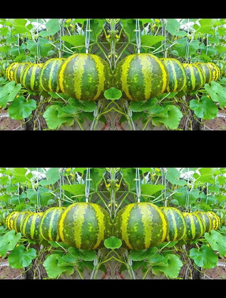 Sorprendido por la facilidad de cultivar melones: principiantes, alto rendimiento y fruta dulce!