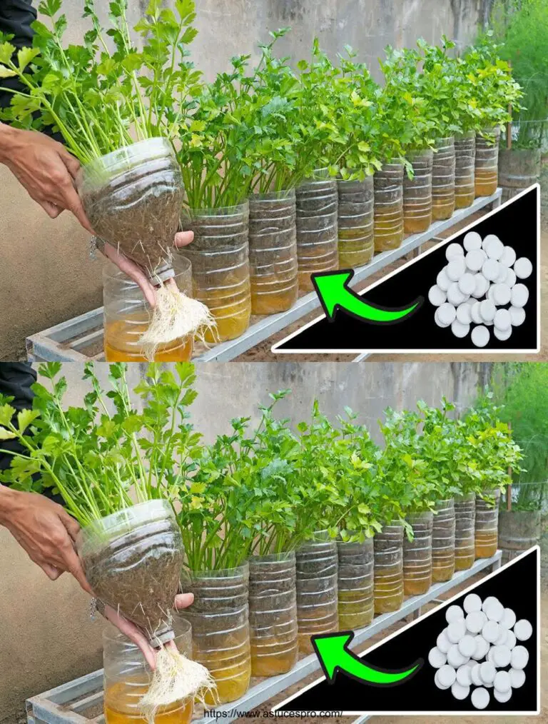 3 Consejos fáciles para cultivar celería en casa con botellas de plástico, grandes plantas y rápida cosecha