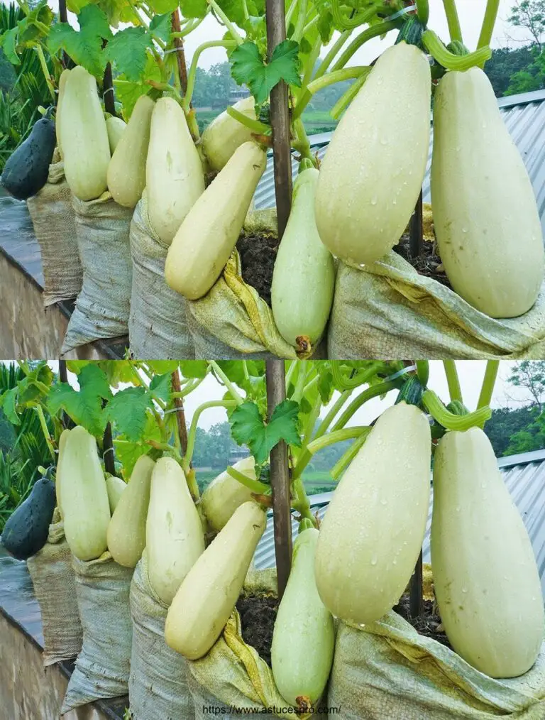 Cultivando calabacín blanco en la terraza: Fácil y Productivo para principiantes