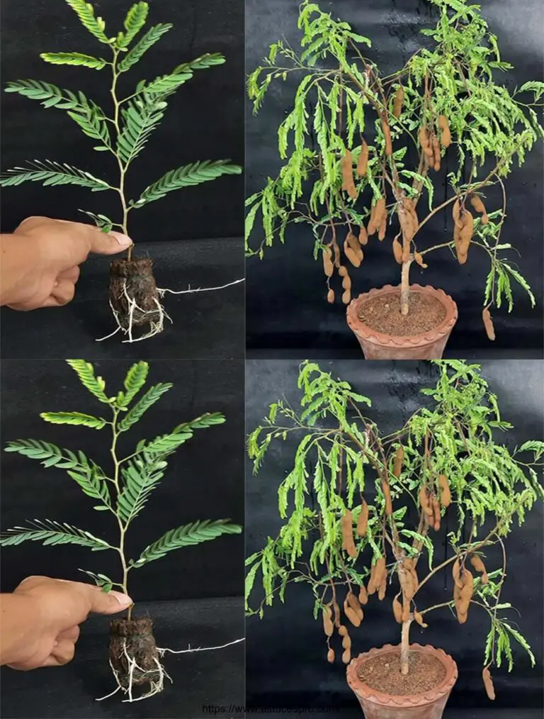 Cómo crecer eficazmente una planta de tamarindo a partir de un corte en una cáscara de coco con agua