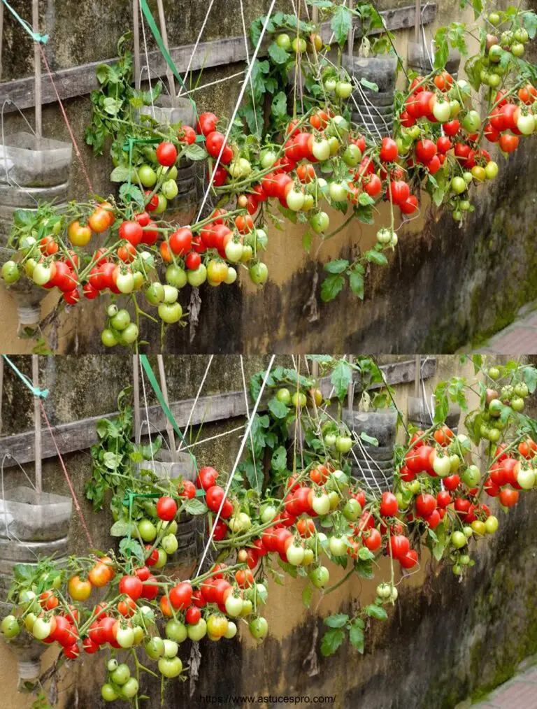 No es necesario un jardín, cultivar tomates de esta manera es fructífero y fácil!