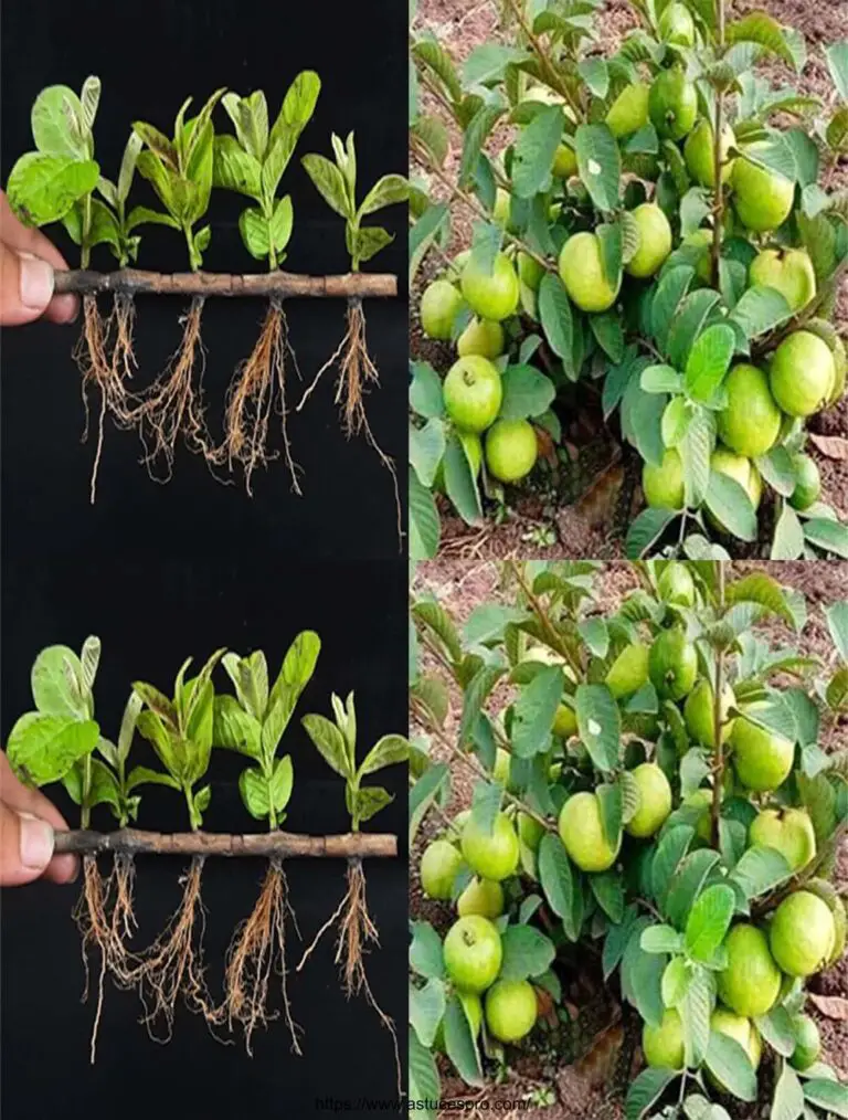 Cómo cultivar un árbol de guava de cortes (muy técnicas únicas)