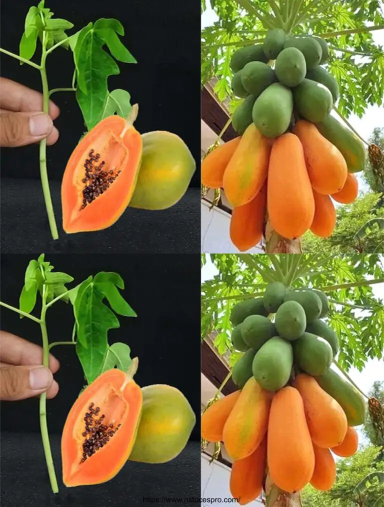 Experimenta la cultura papaya cortando e injertando