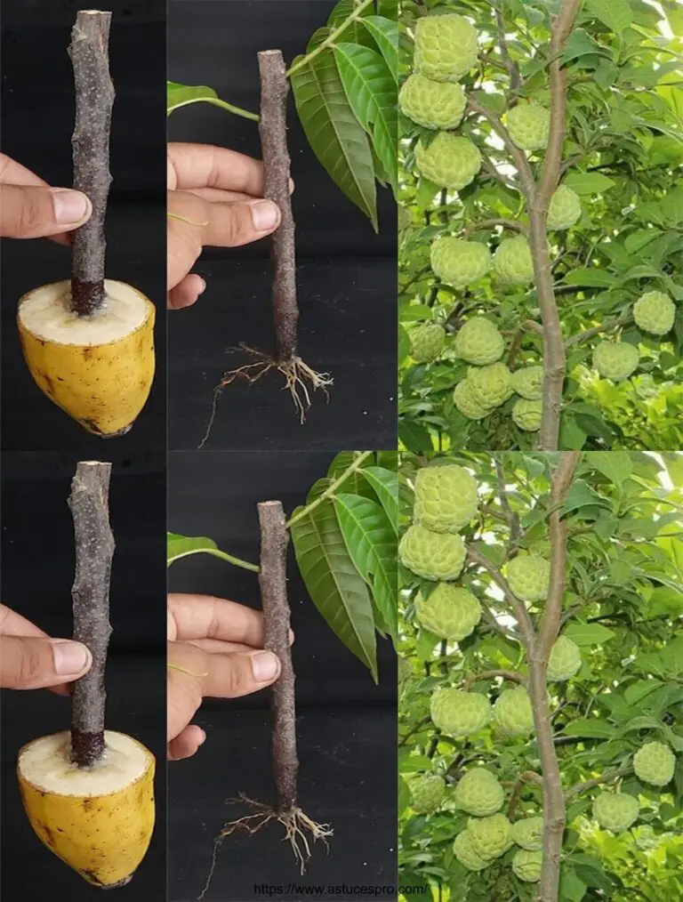 Cómo cultivar un árbol de manzana de canela / azúcar de manzana de un corte en un plátano