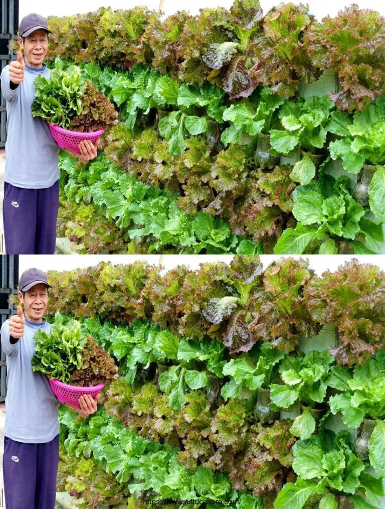 Hermoso jardín vertical: Cultivar verduras en la pared para alimentar a la familia