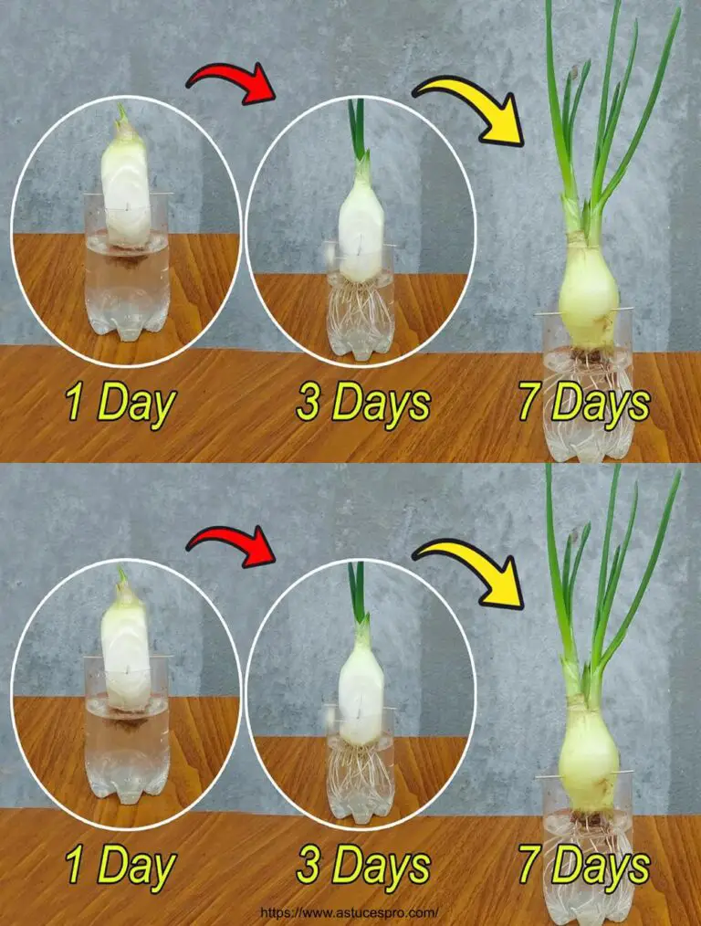 Las cebollas crecen en botellas de plástico: resultados inesperados!