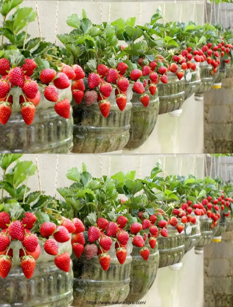 No es necesario un jardín, La producción de fresas en casa es fácil y muy fructífero.