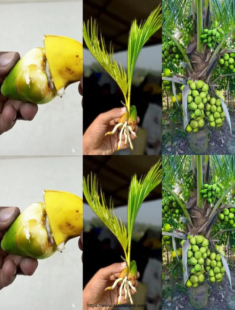 Proplique el árbol de coco de mini coco utilizando el plátano para un crecimiento rápido!