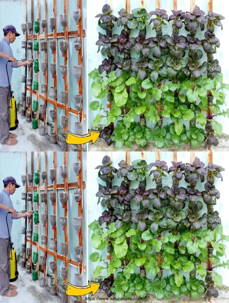 No es necesario un jardín, convertir una pequeña pared en un exuberante jardín vegetal para alimentar a la familia