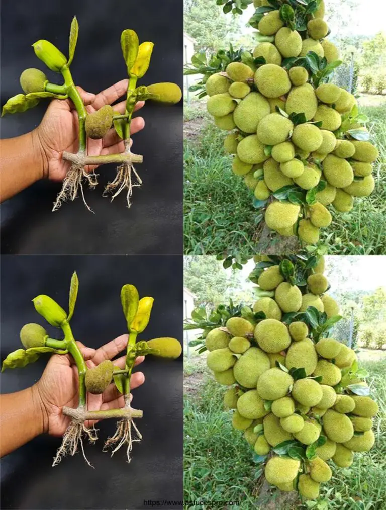 Cortar y Plantar un Árbol en Jacquier : Cultivador de los Jacquier con Aloe Vera