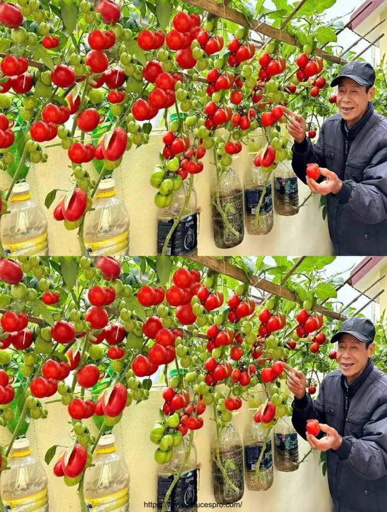 Las mejores maneras de crecer fácilmente y con un alto rendimiento de tomates sin jardín