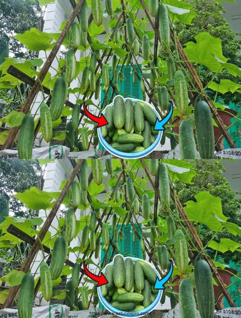 Jardín extraordinario: Cucumberos cultivos en bolsas viejas para una cosecha abundante