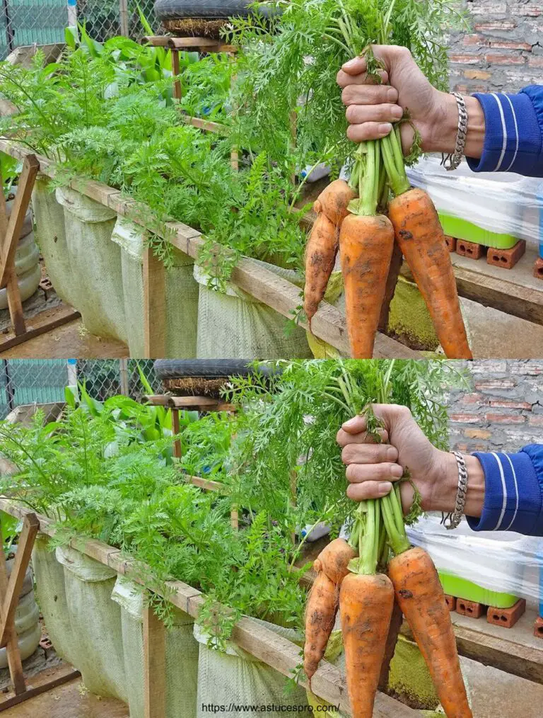 Consejos para cultivar muchas zanahorias en casa