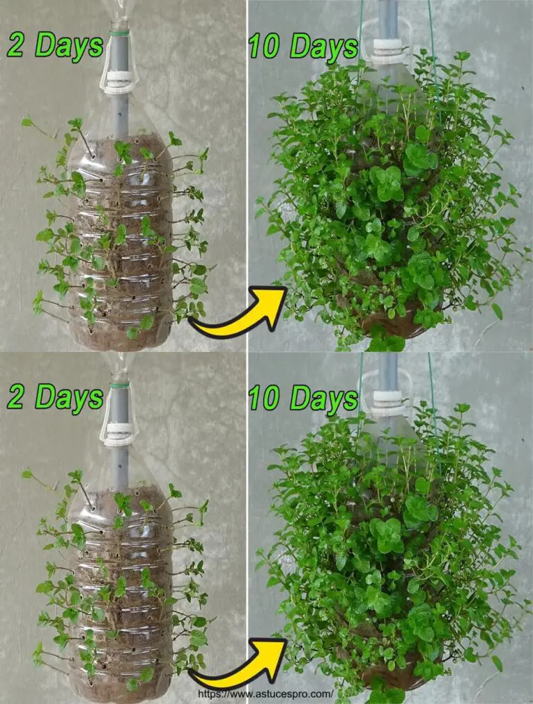 Cómo cultivar la menta de los tallos en botellas de plástico, colgando ideas de jardín