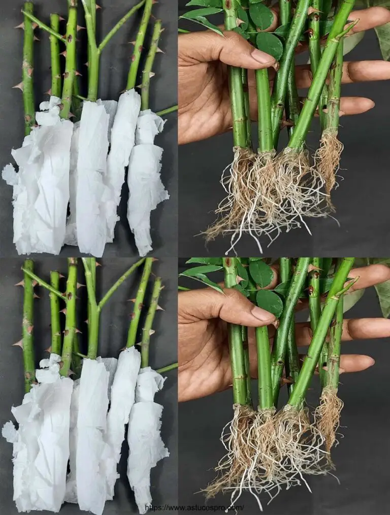 Cómo cultivar una planta de rosa de cortes con papel de tejido