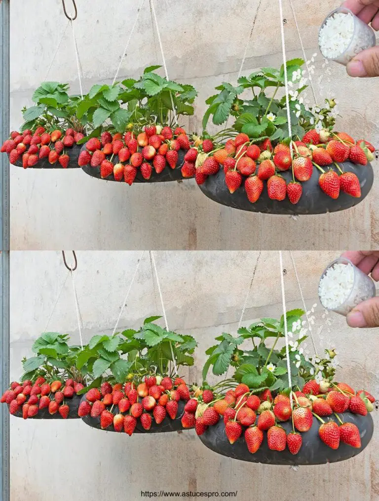 ¡No más fresas! Aquí están mis 3 consejos para cultivar fresas ultra frutales.