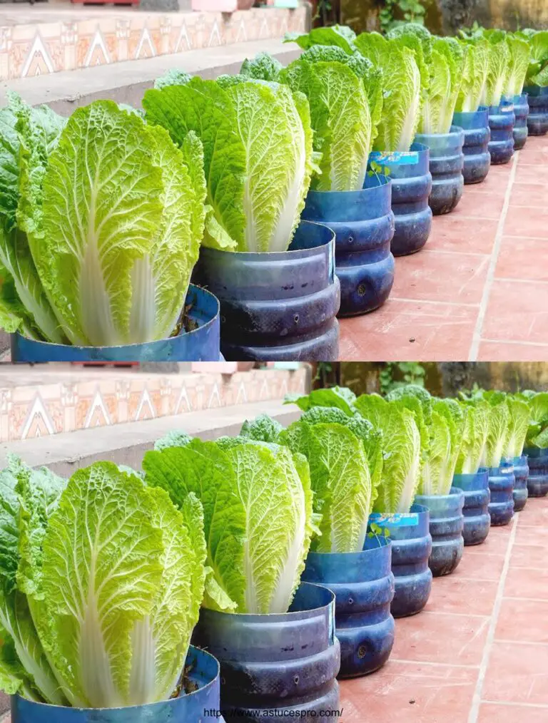 No es necesario un jardín, cultivar repollo chino directamente en el patio para alimentar a la familia.