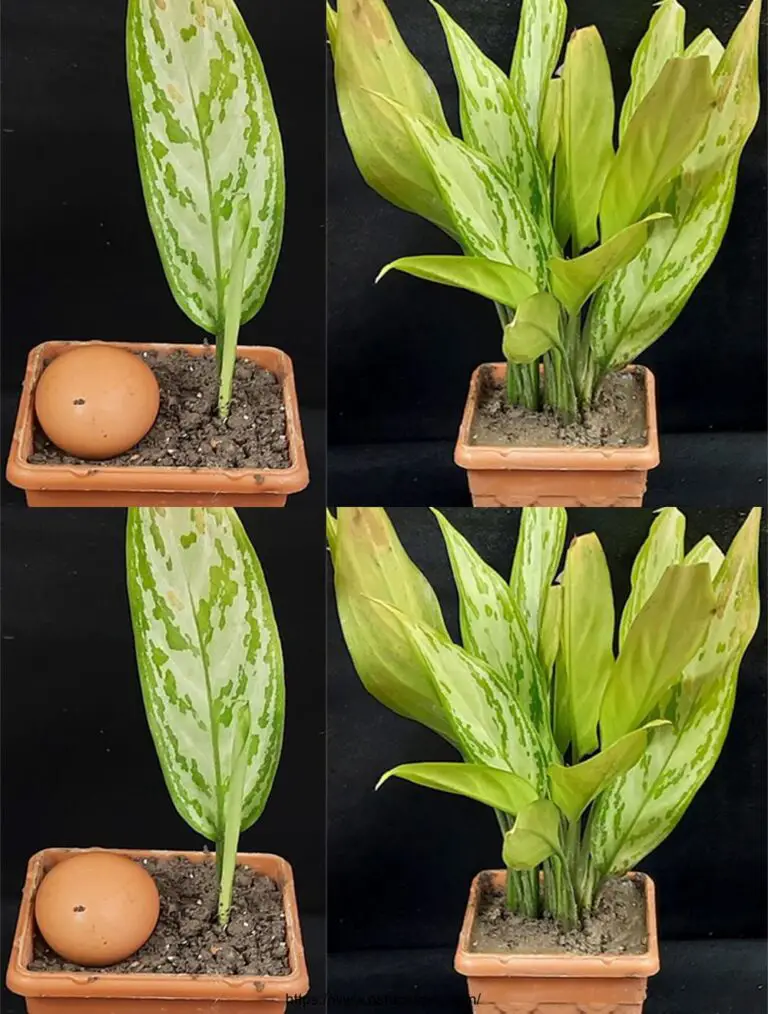 Cómo diseminar la planta de aglaonema rápidamente de una hoja usando cáscaras de huevo