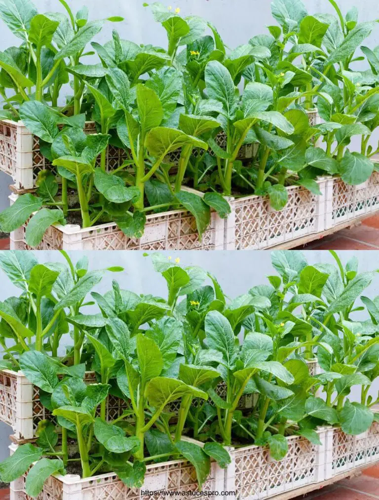 Cultivar verduras para alimentar a la familia, es simple y sin necesidad de un jardín