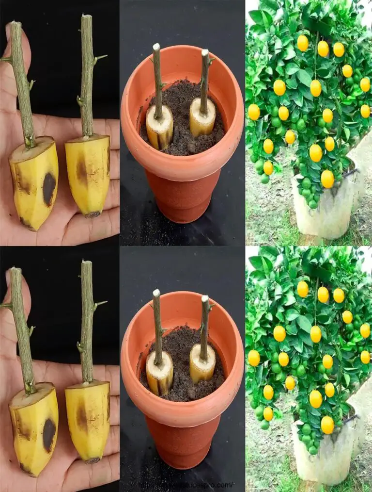 Cómo empujar a un Lemonnier De un Bout en un Banana