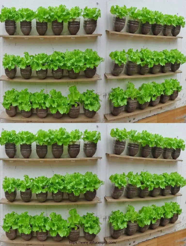 Laitue Vertical Huerto colgado: Cultiva tus verduras en la pared si no tienes un jardín