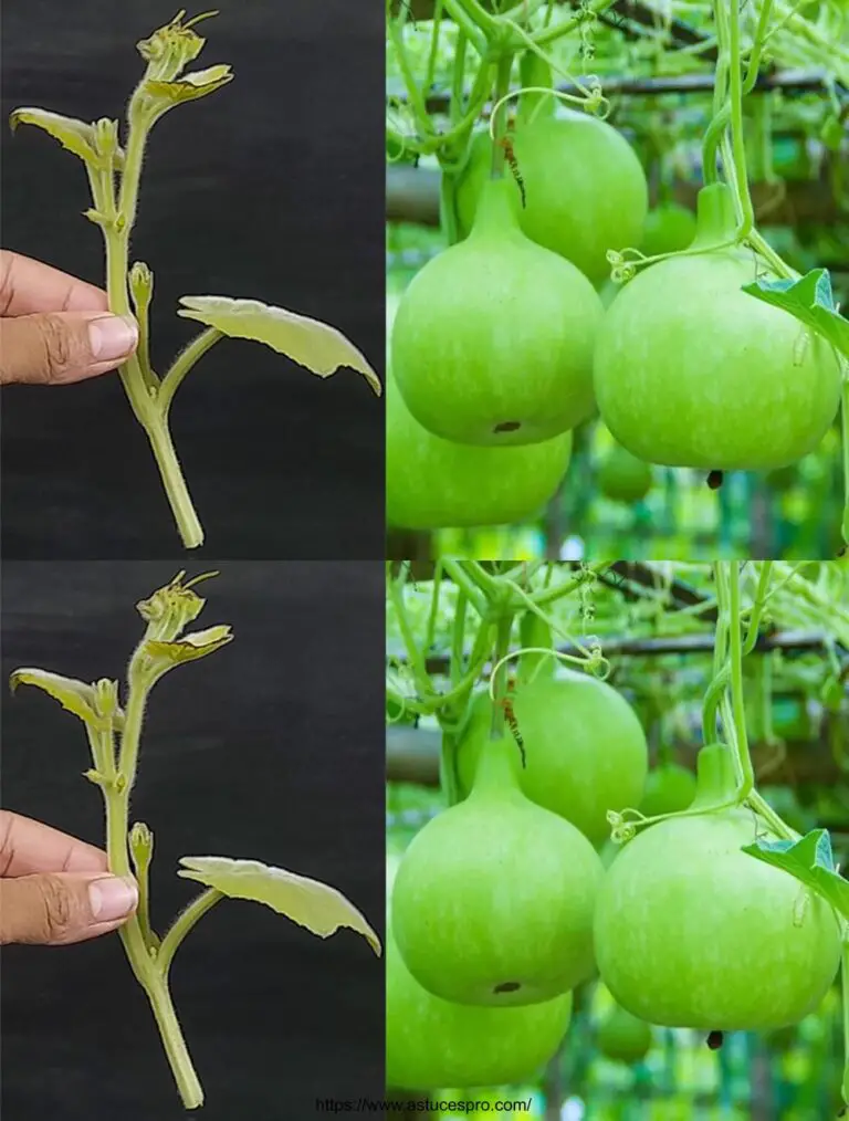 Cómo empujar una planta de calebasse de una Bouture