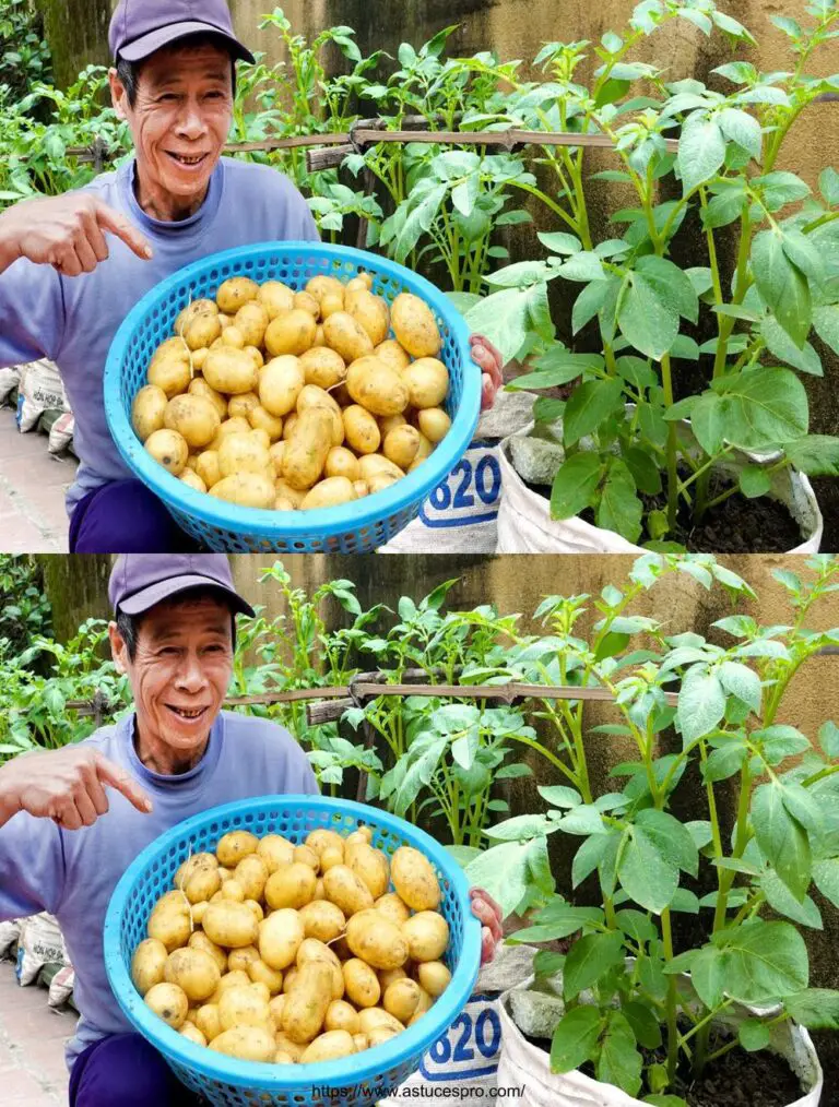 Cultivo de patatas en casa: el juego de un niño para una cosecha sorprendente!